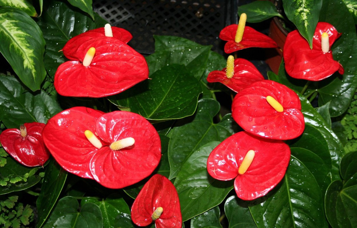 Антуриум Тропик Найт