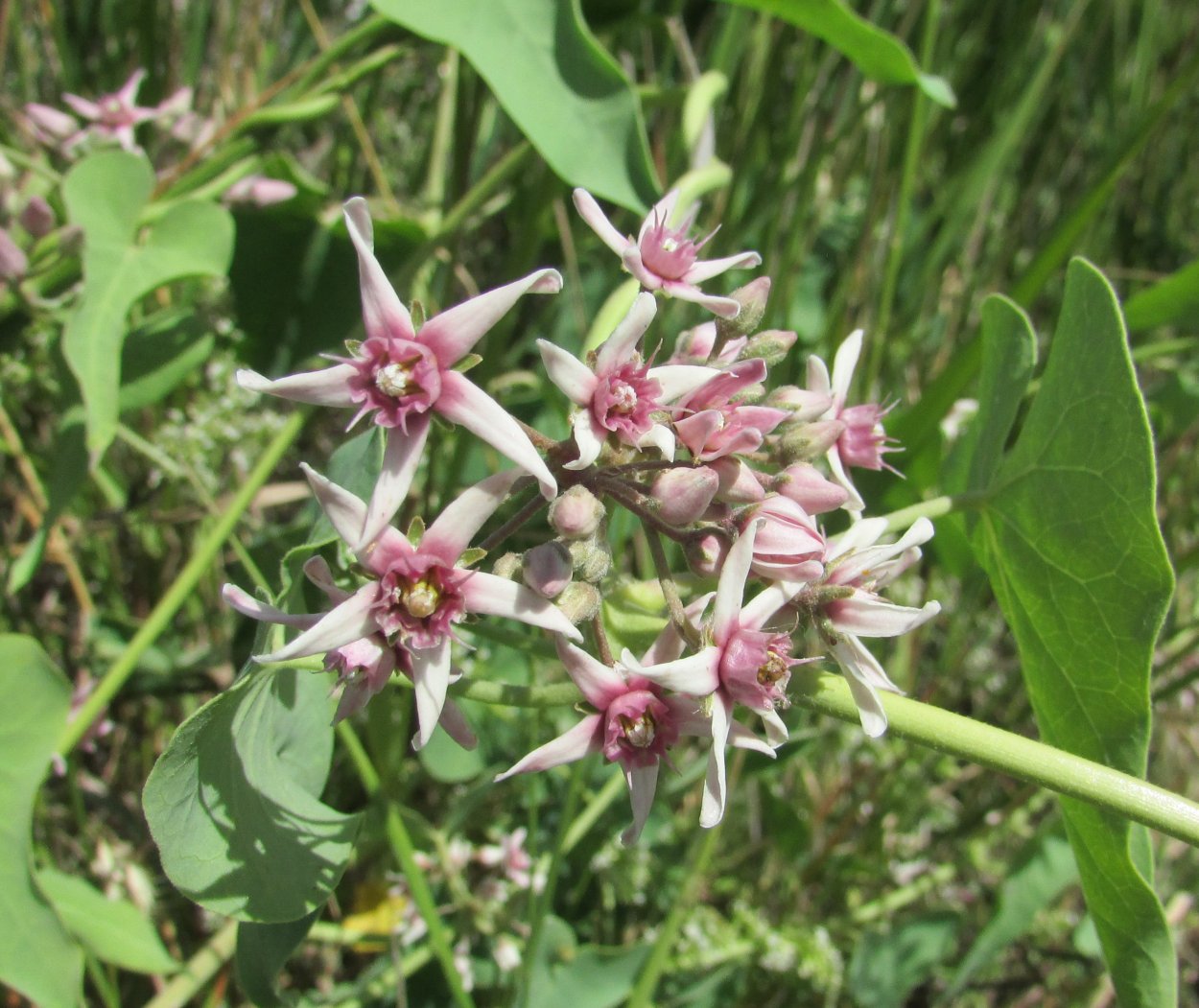 Цинанхум Сибирский