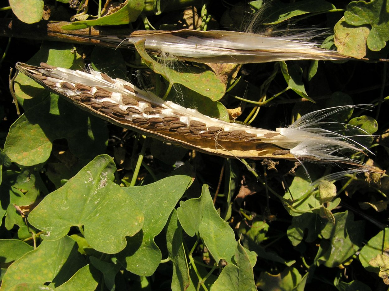 Ластовень Сибирский Vincetoxicum sibiricum