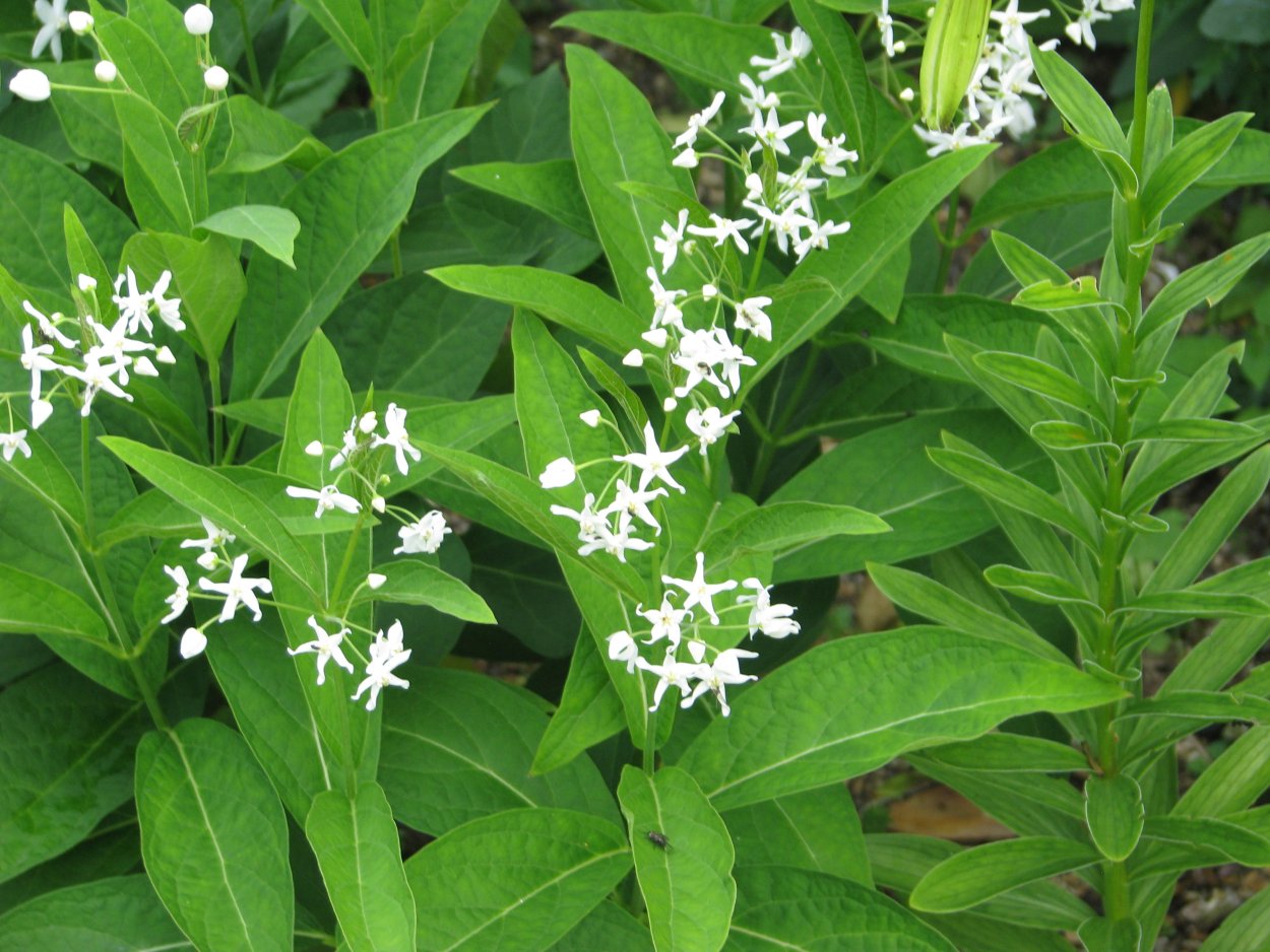 Винцетоксикум обыкновенный