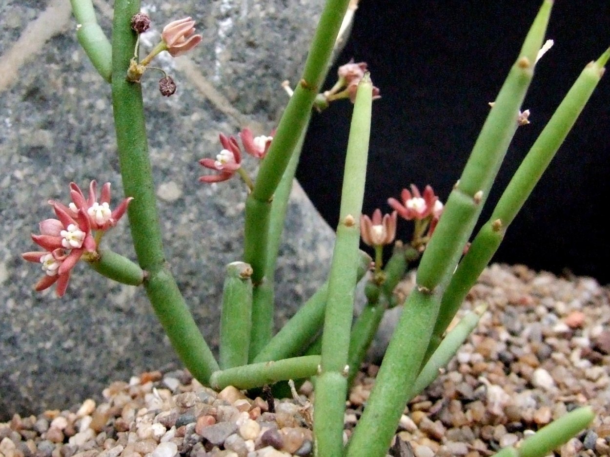 Ластовень лазящий