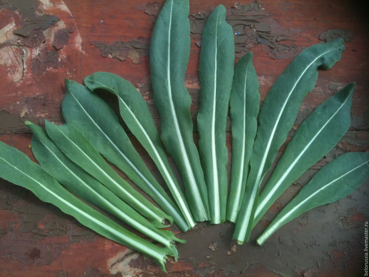 Поля опийного мака в Афганистане