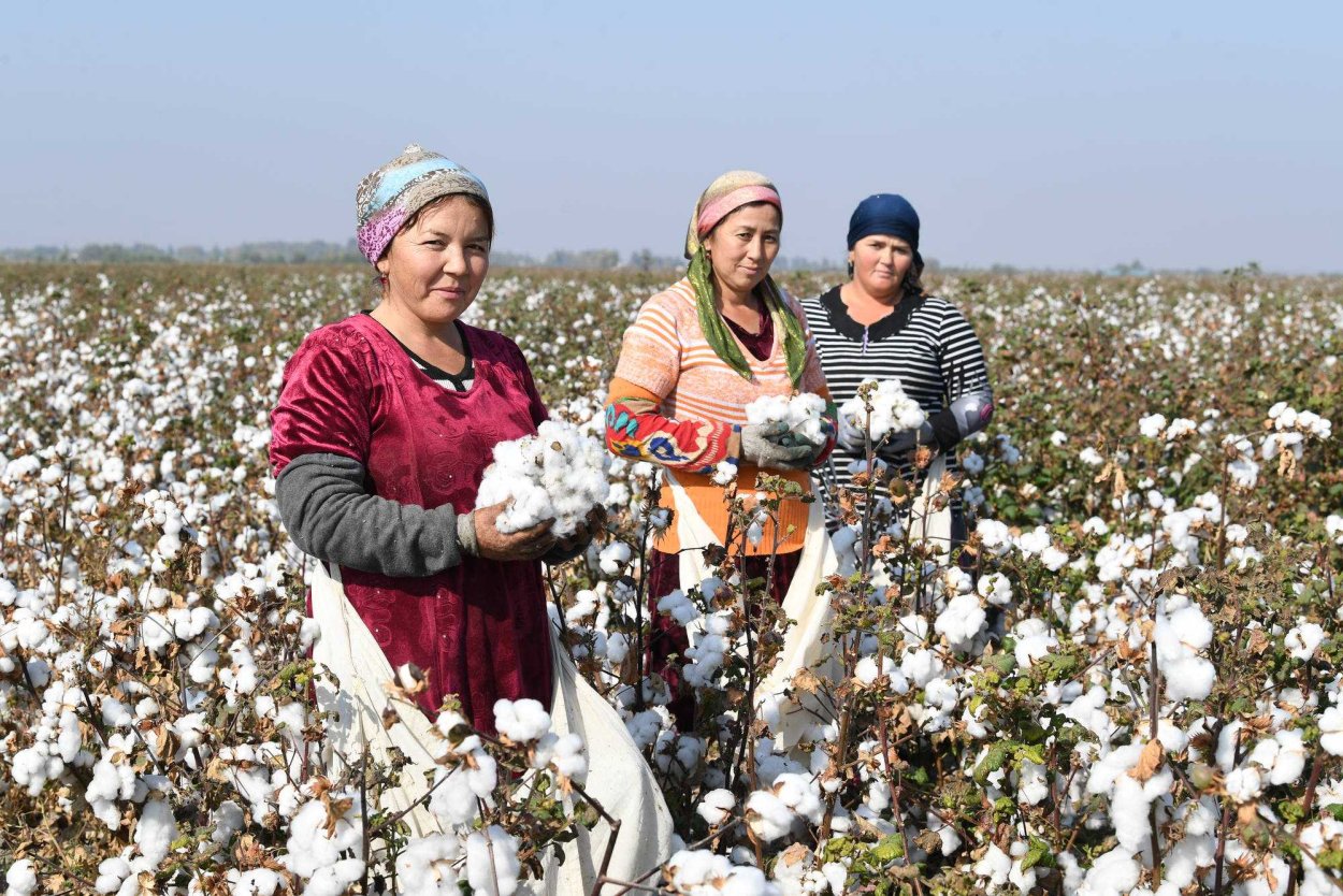 Ферментирование листьев Иван чая