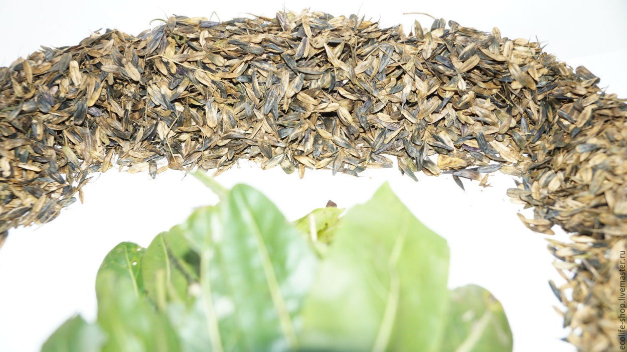 Усьма растение