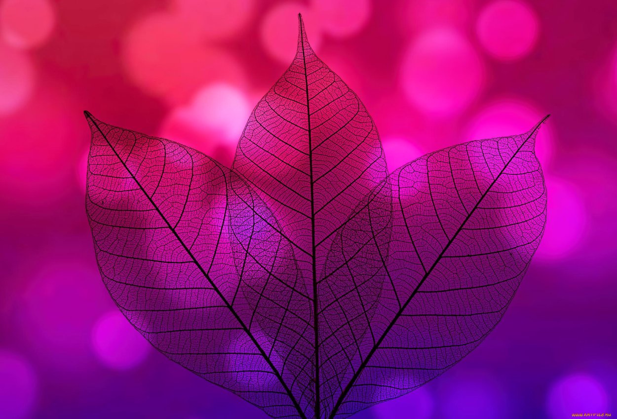 Розовый лист