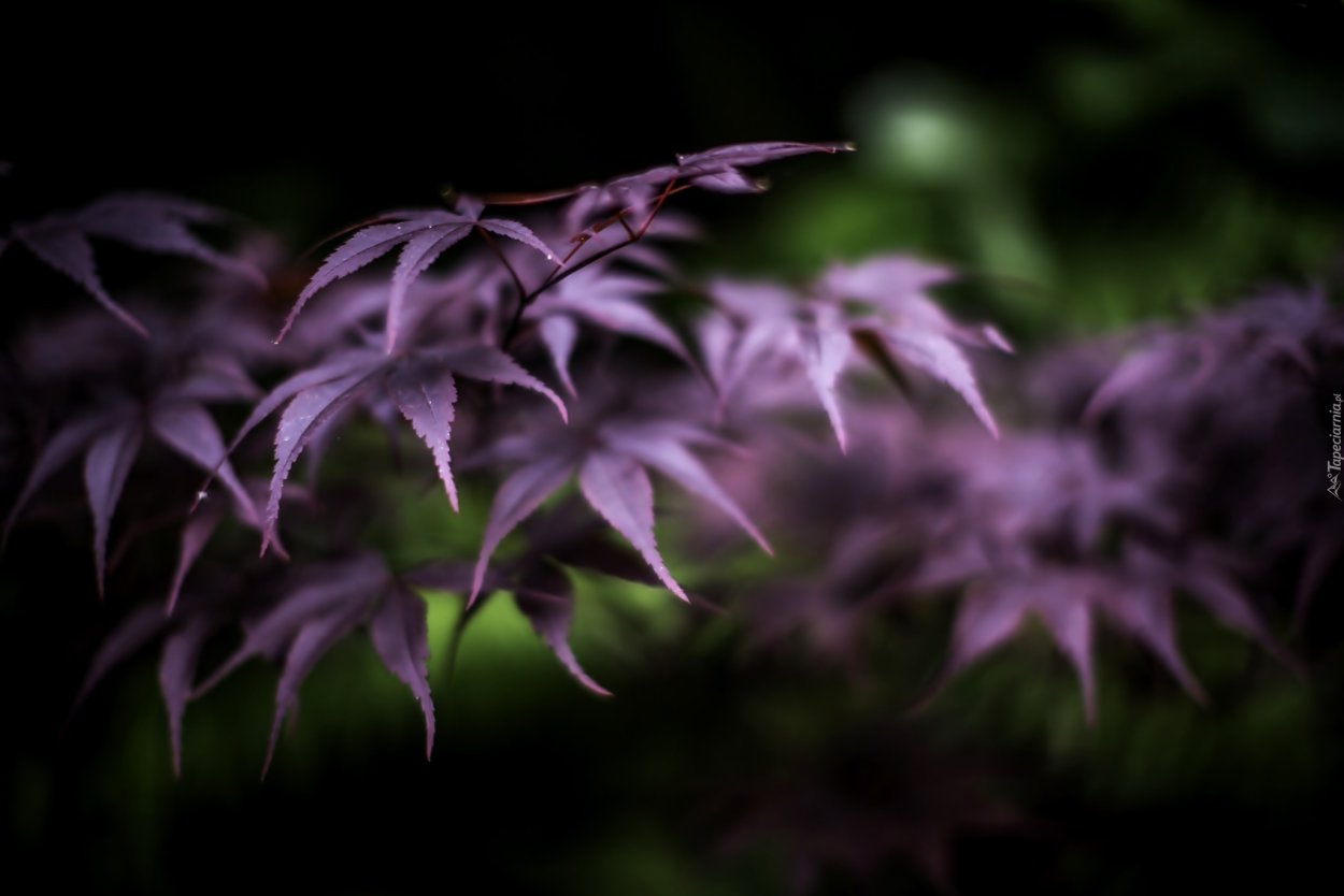 Фиолетовая листва
