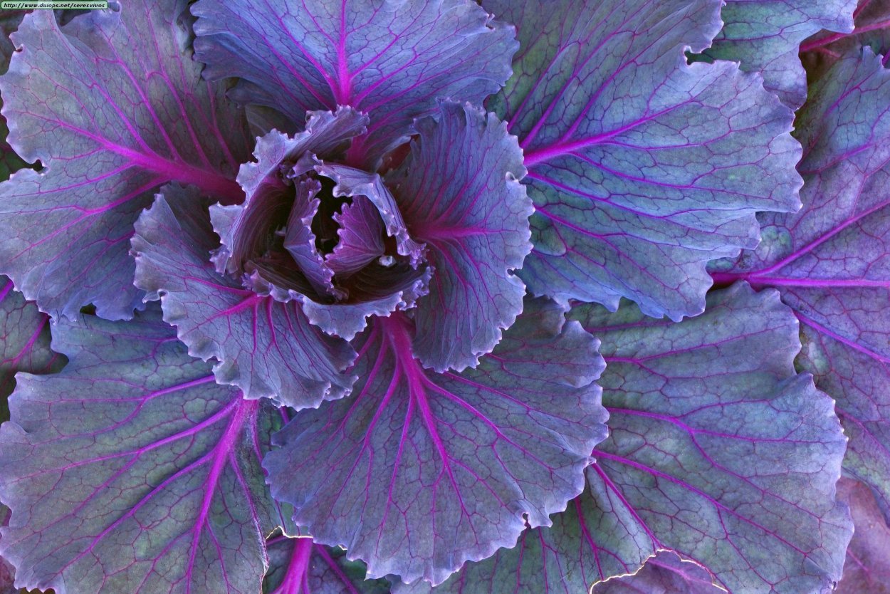 Капуста декоративная фиолетовая