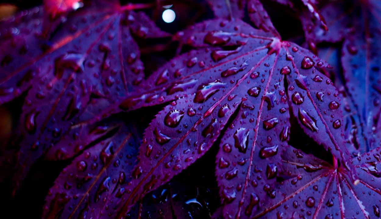 Фиолетовая осень