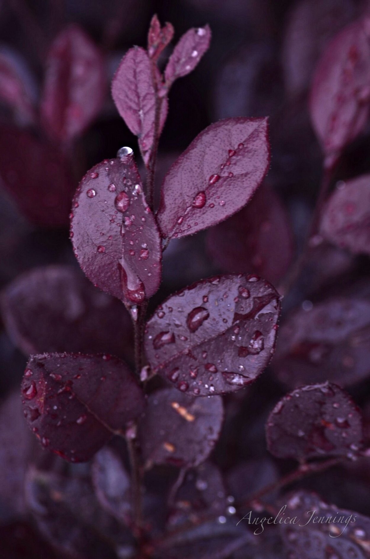 Обои на рабочий стол листья