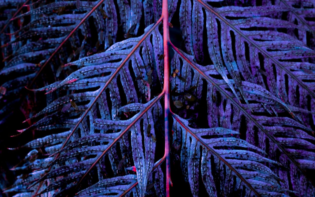 Эстетика неон папоротник