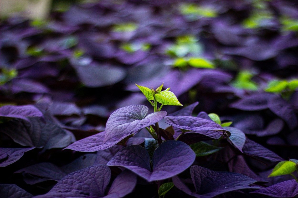 Фиолетовый и зеленый