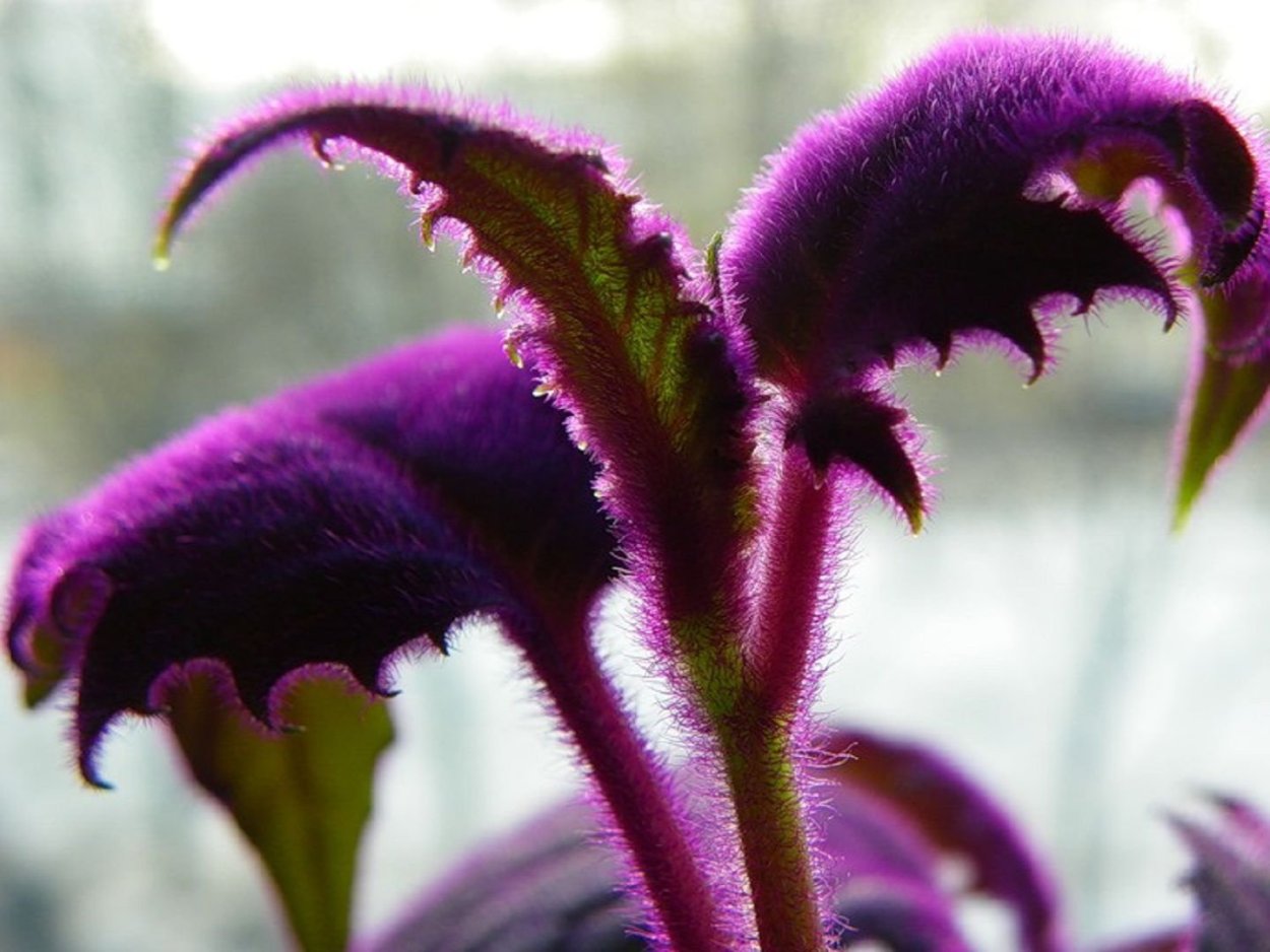 Рео пурпурный