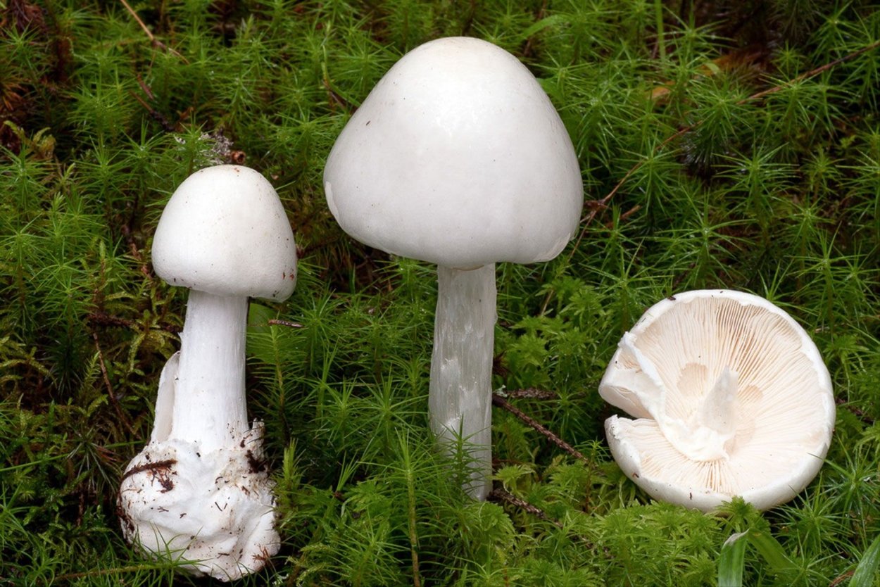 Мухомор белый (Amanita Verna)