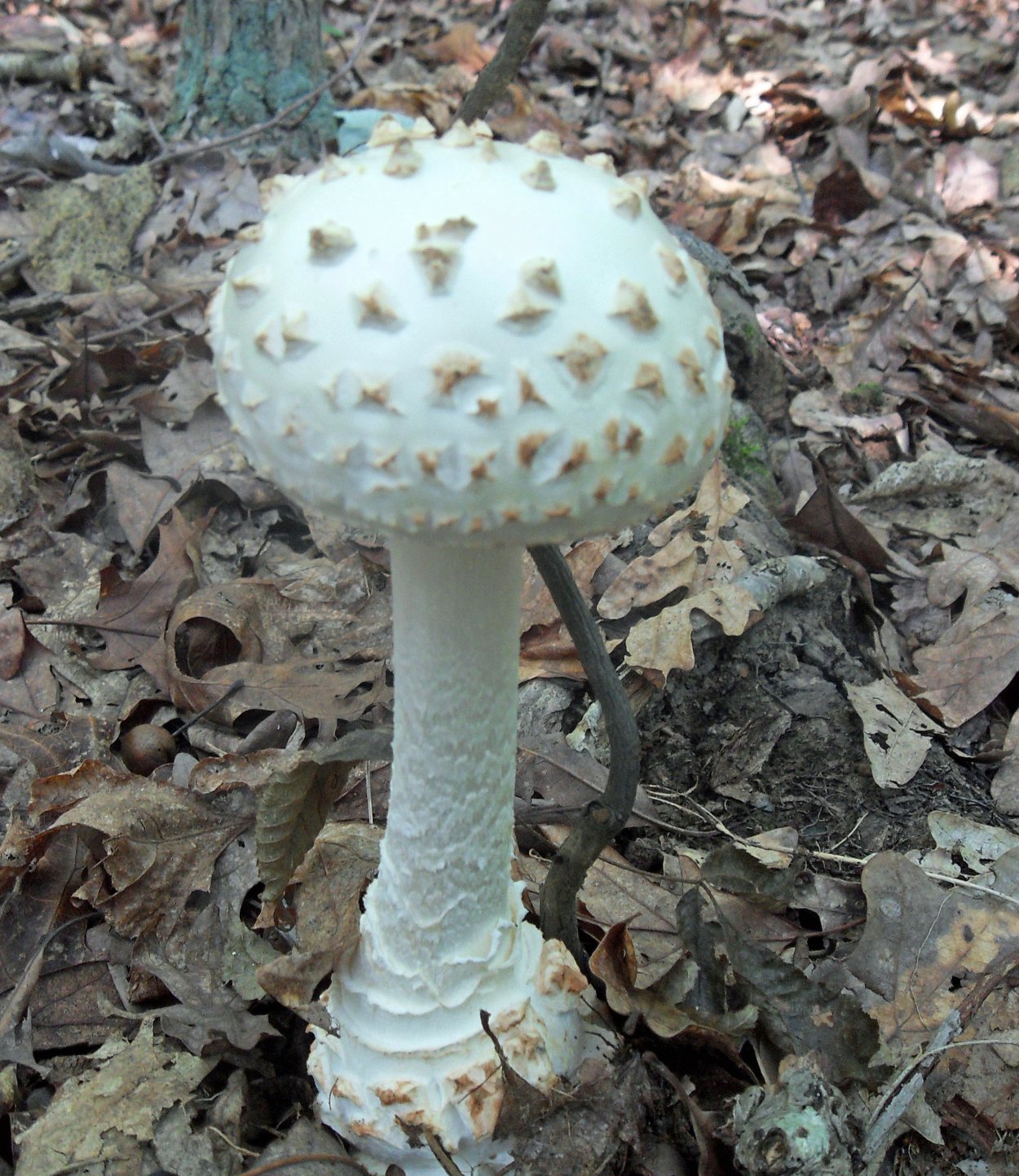 Мухомор яйцевидный (Amanita ovoidea)
