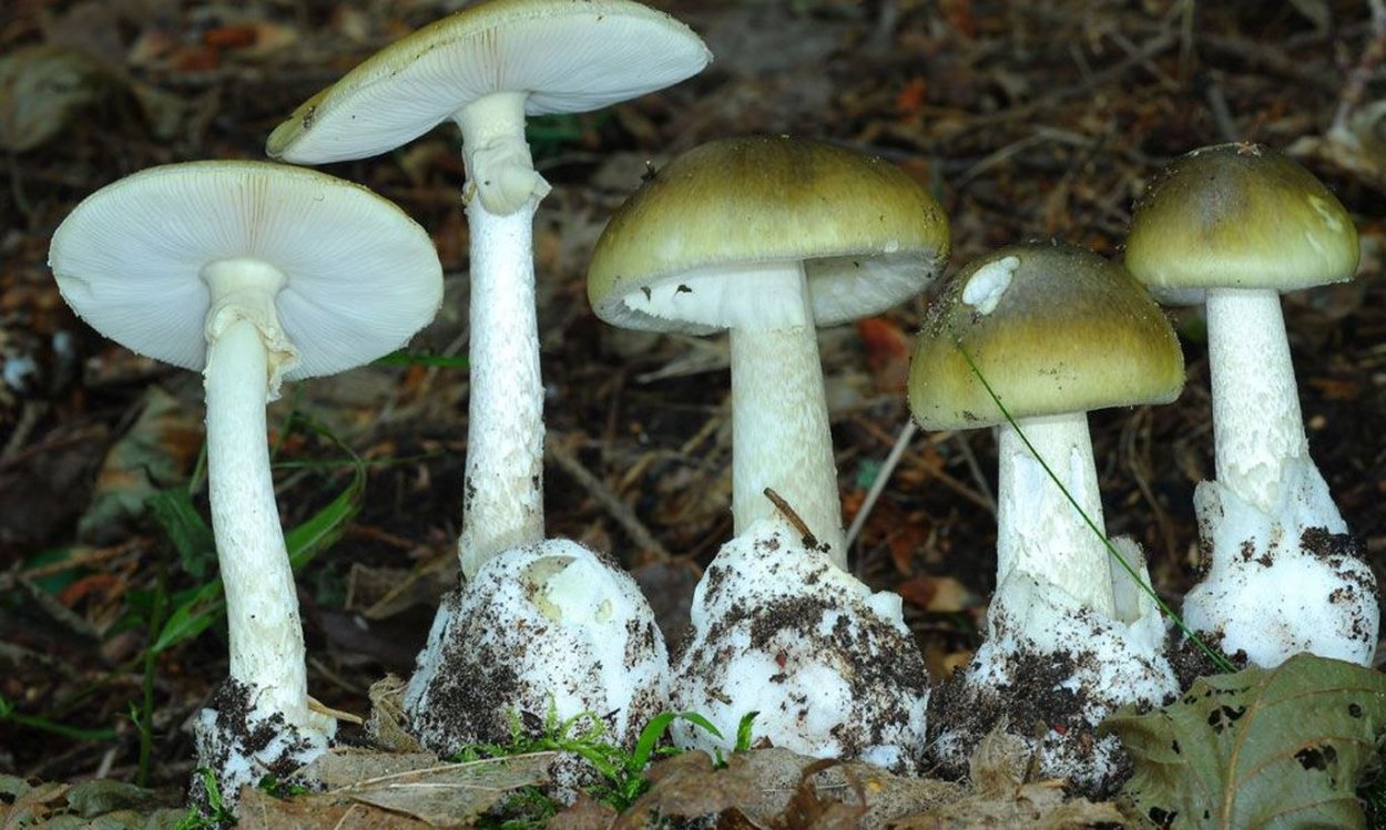 Бледная поганка гриб арт