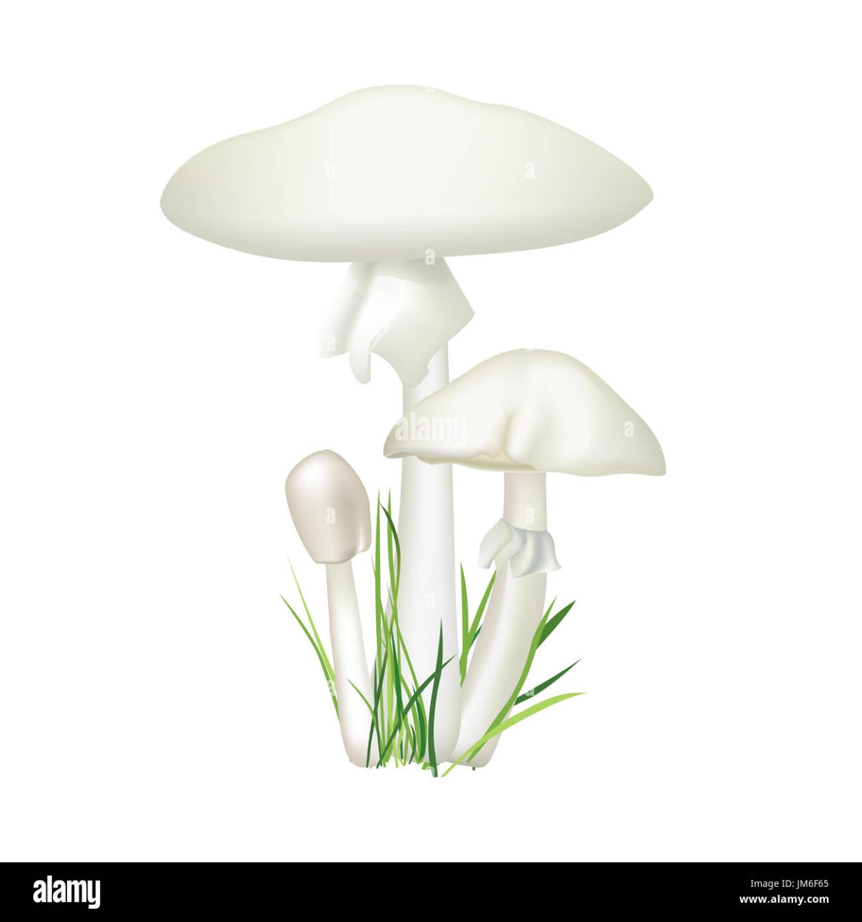 Поганка гриб