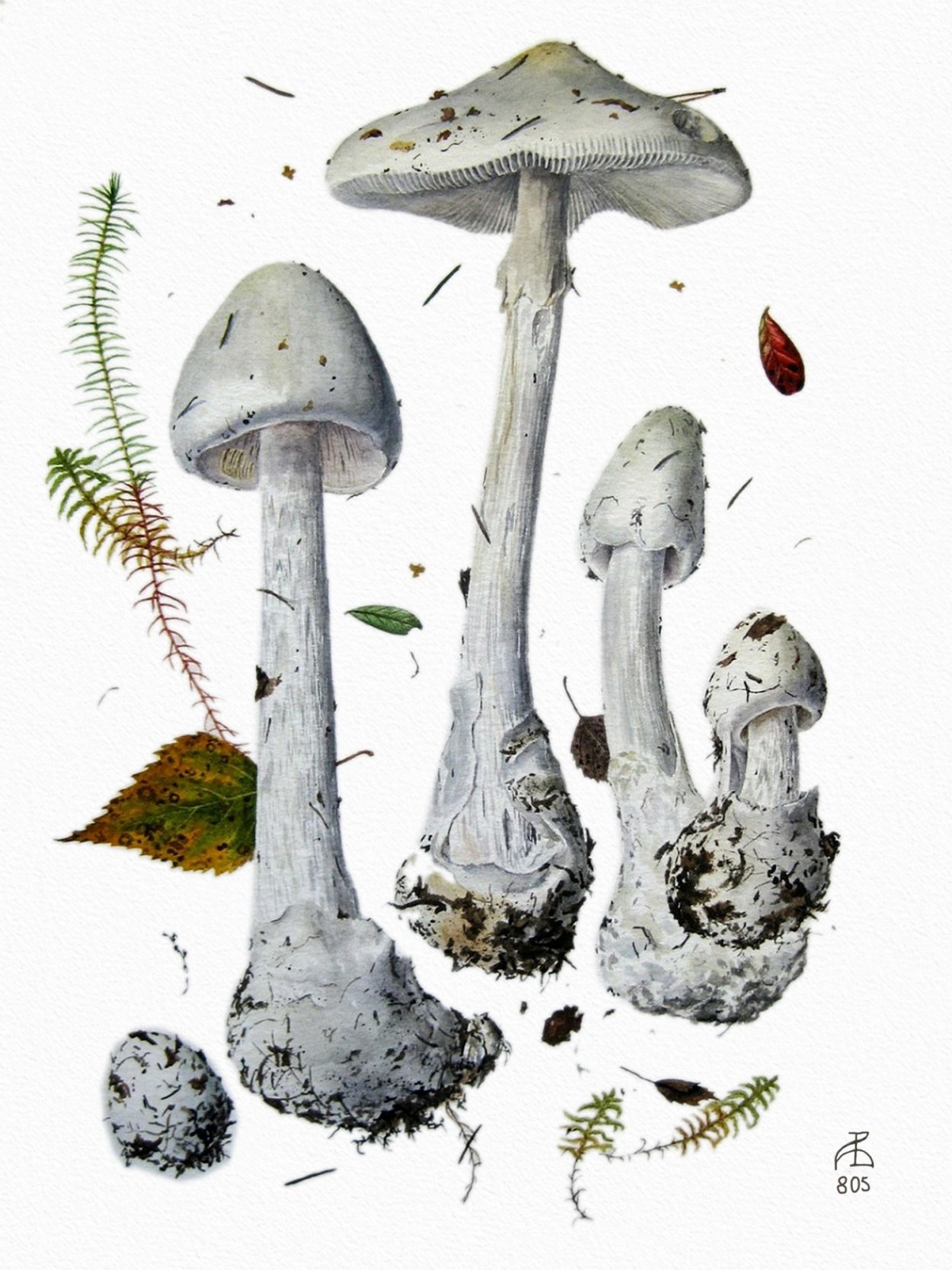 Бледная поганка гриб