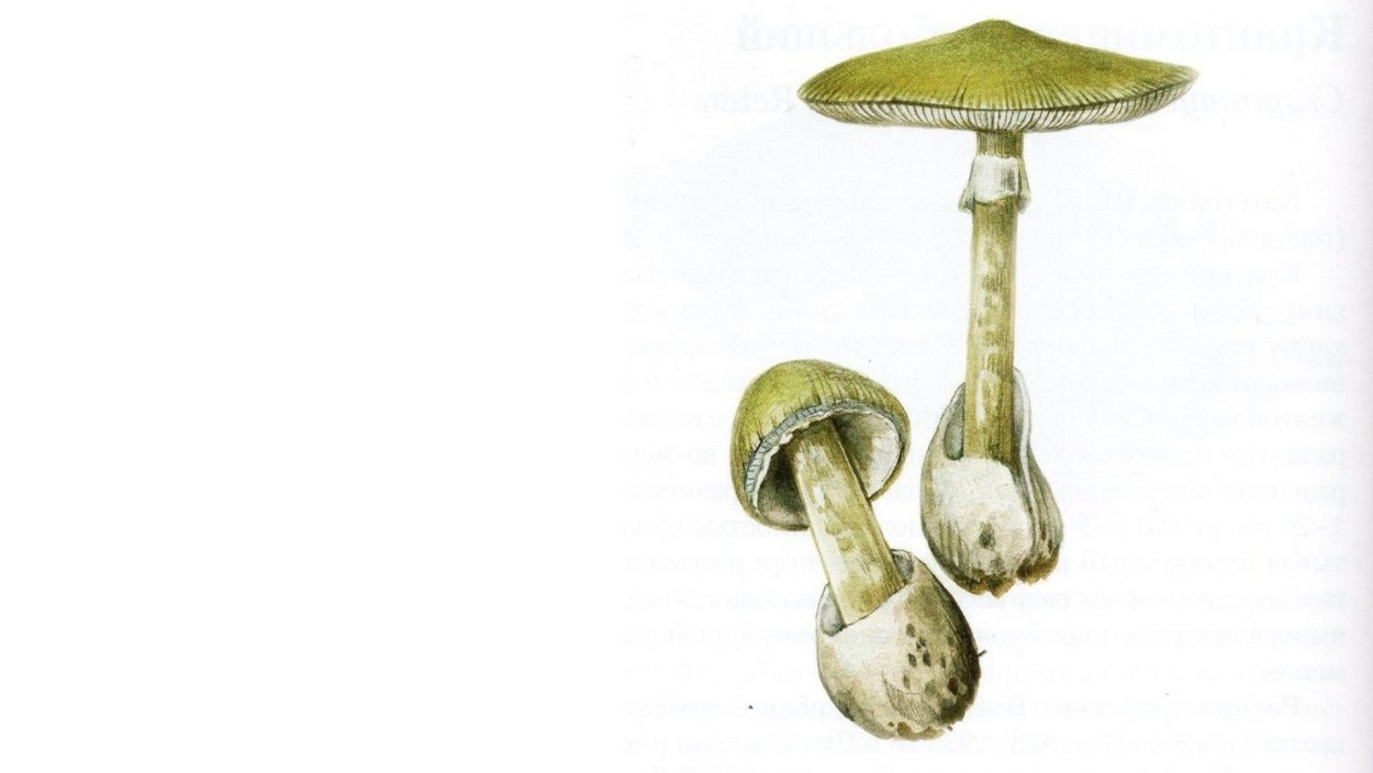 Белая поганка гриб