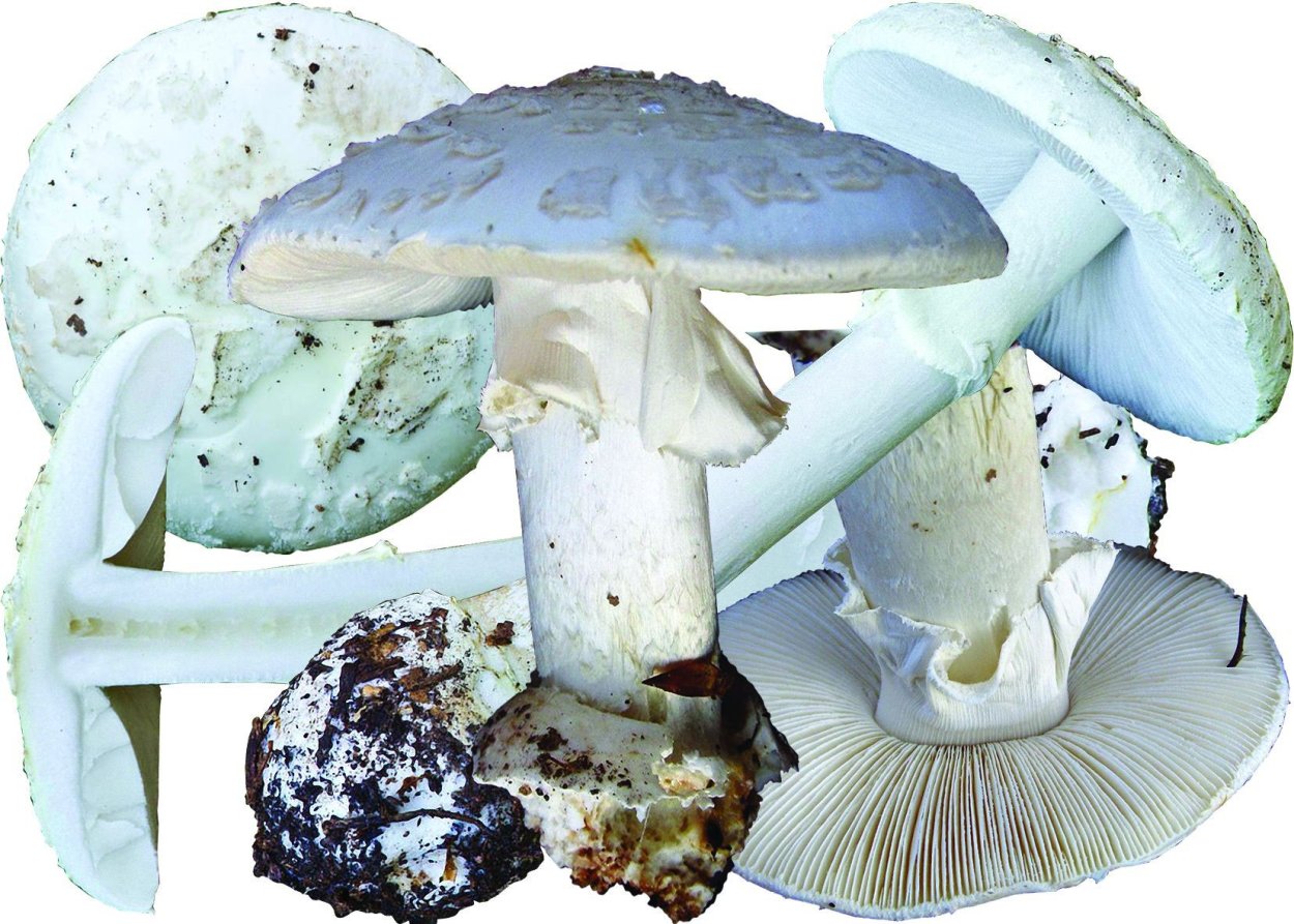 Мухомор белый (Amanita Verna)