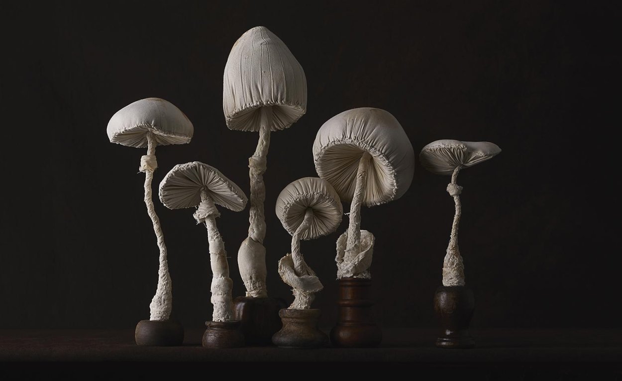 Amanita bisporigera гриб