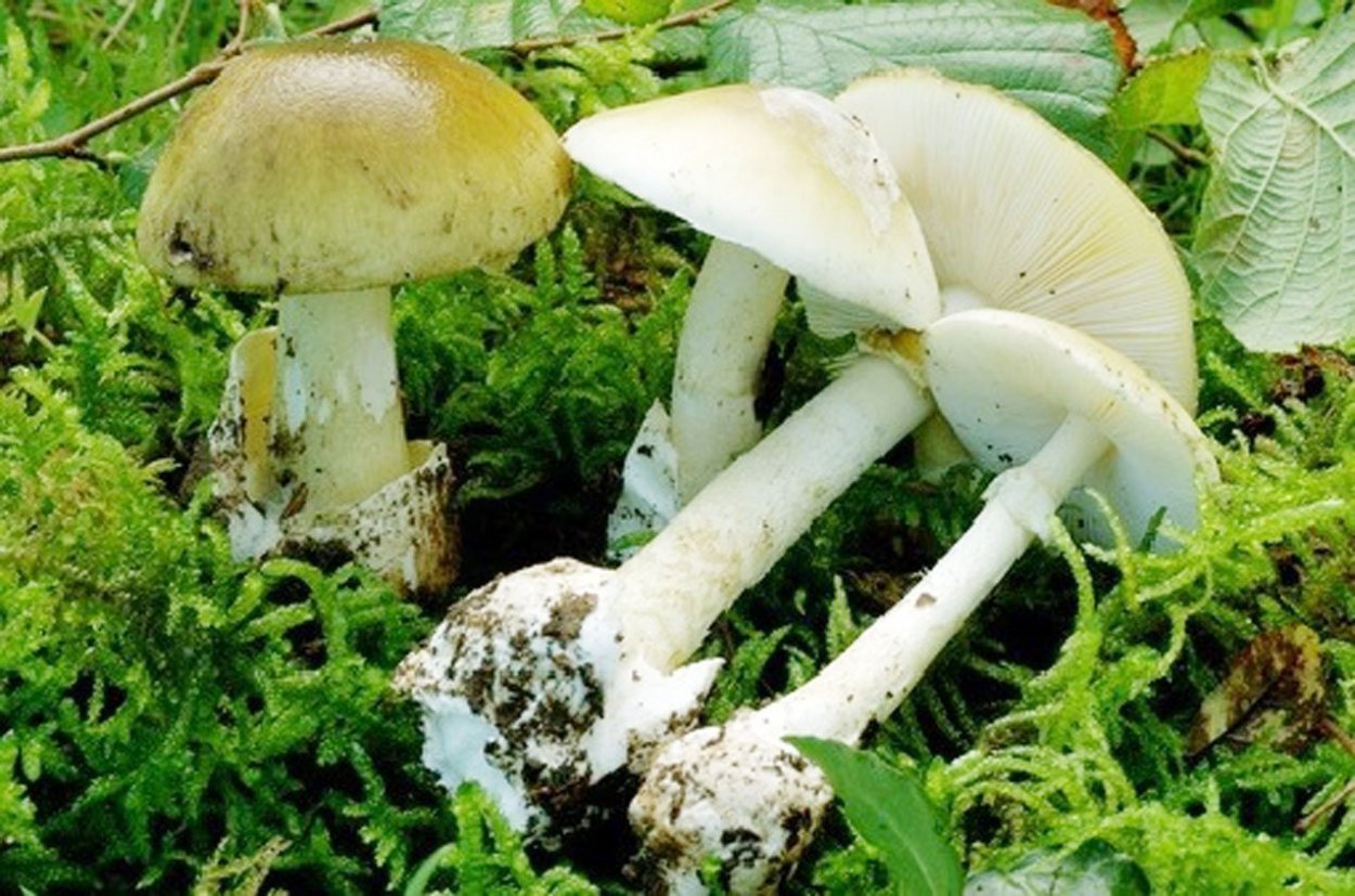 Мухомор весенний (Amanita Verna)