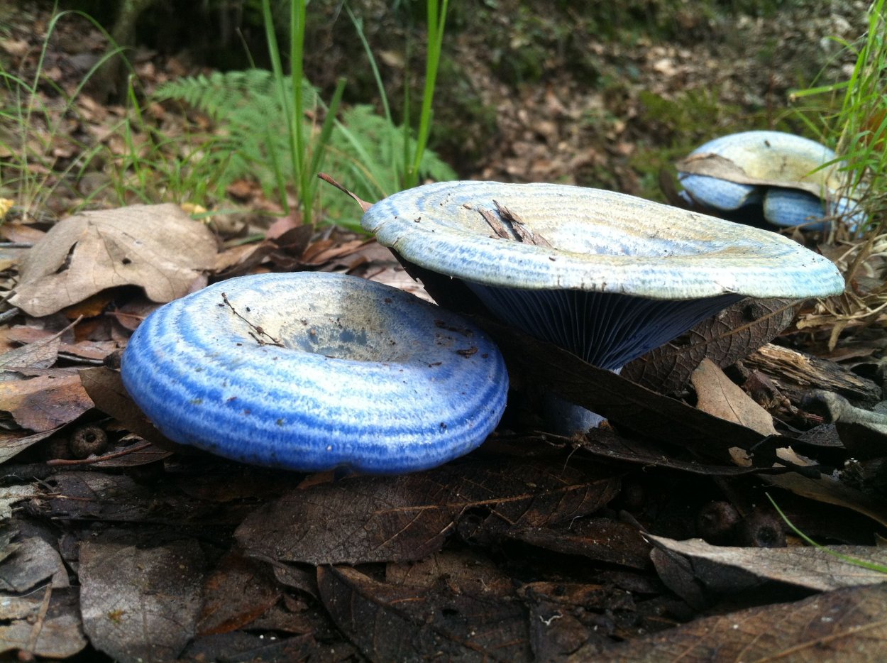 Млечник голубой (Lactarius Indigo)