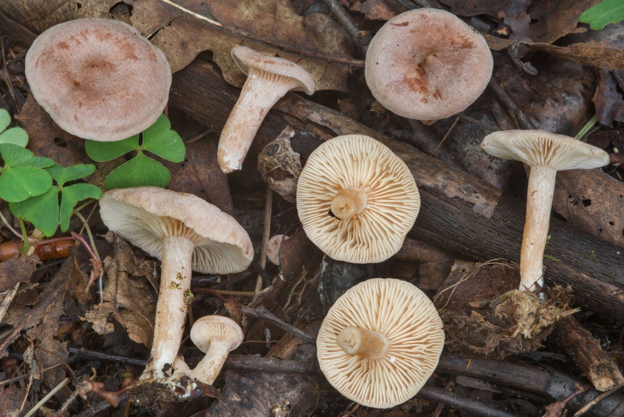 Lactarius fennoscandicus