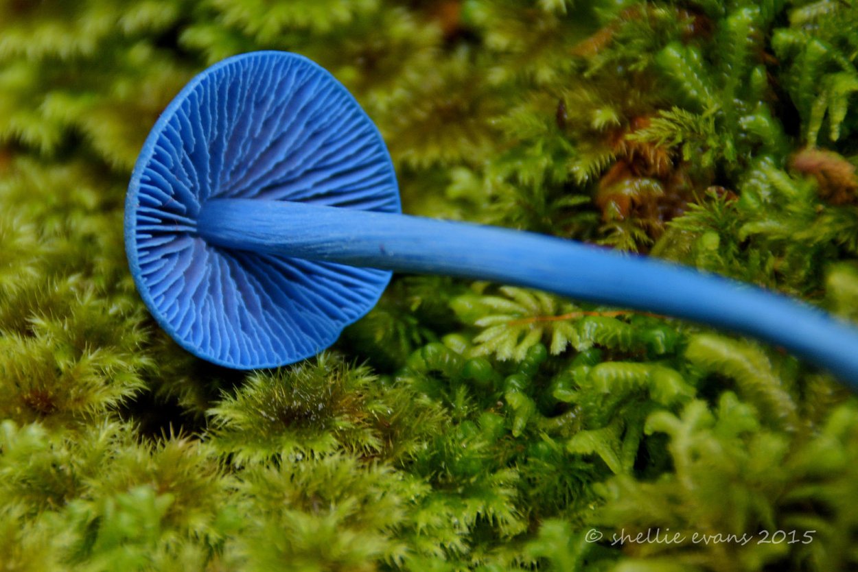 Синий гриб Мицена