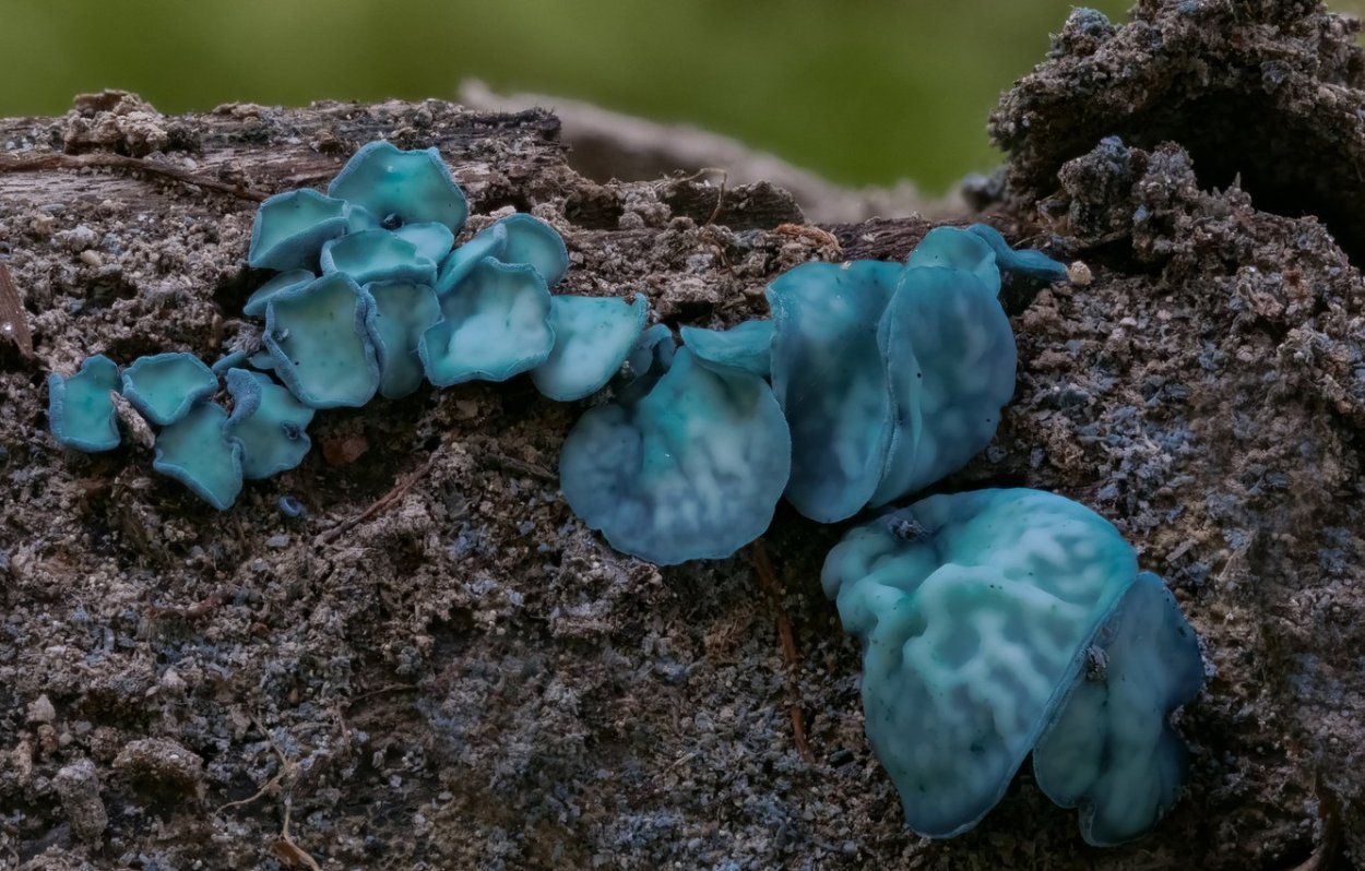 Строфария небесно-голубая