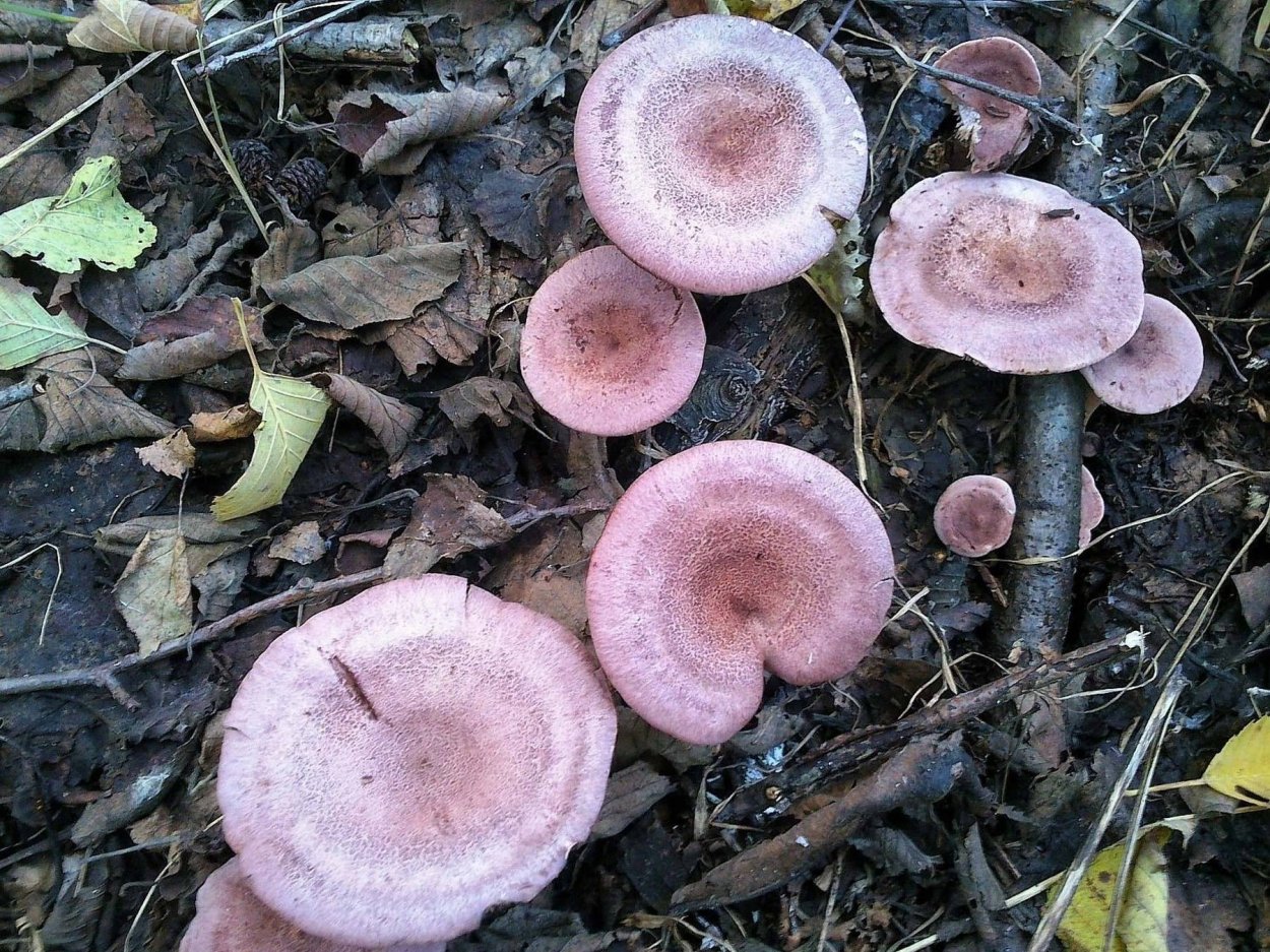 Млечник гриб Гладыш