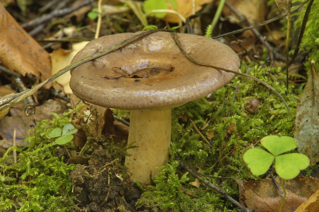 Млечник беззоновый