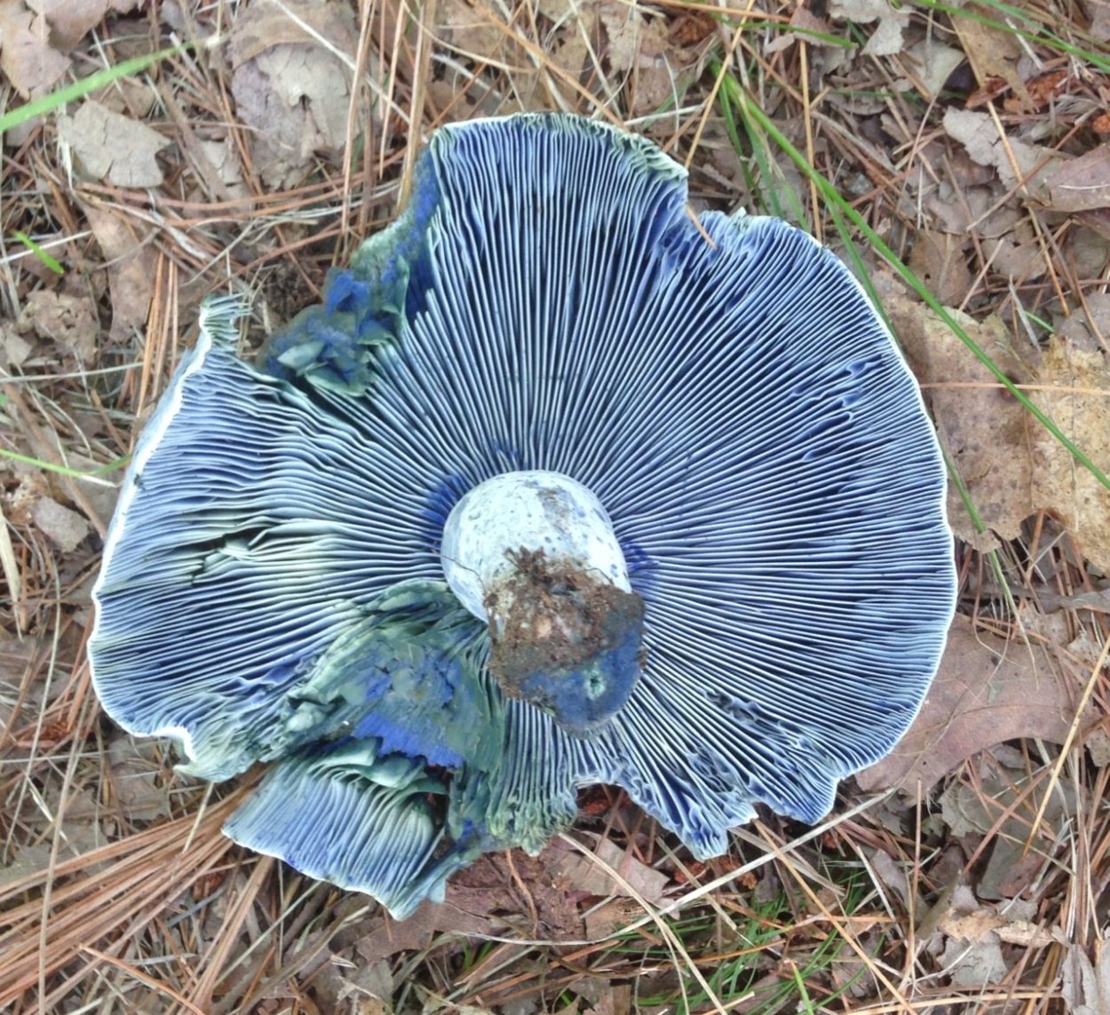 Млечник бурый