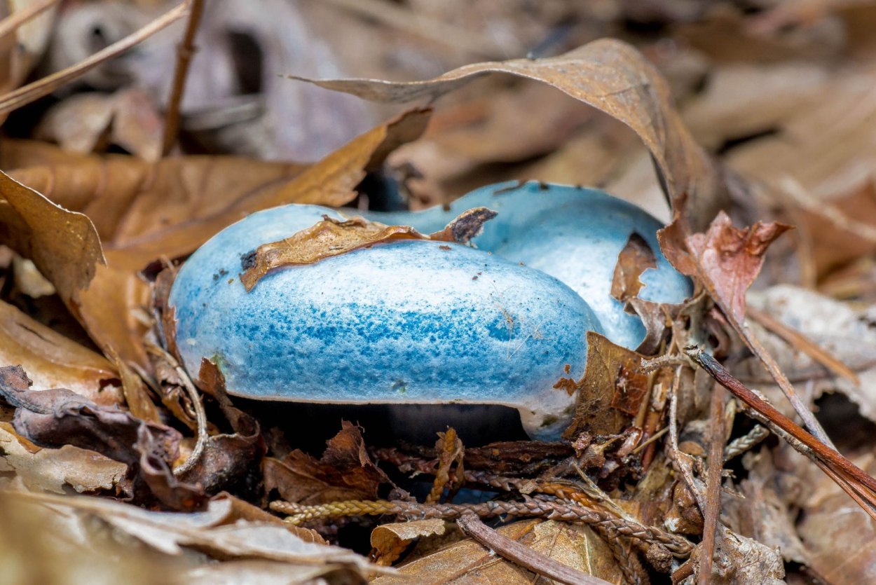 Гладыш гриб