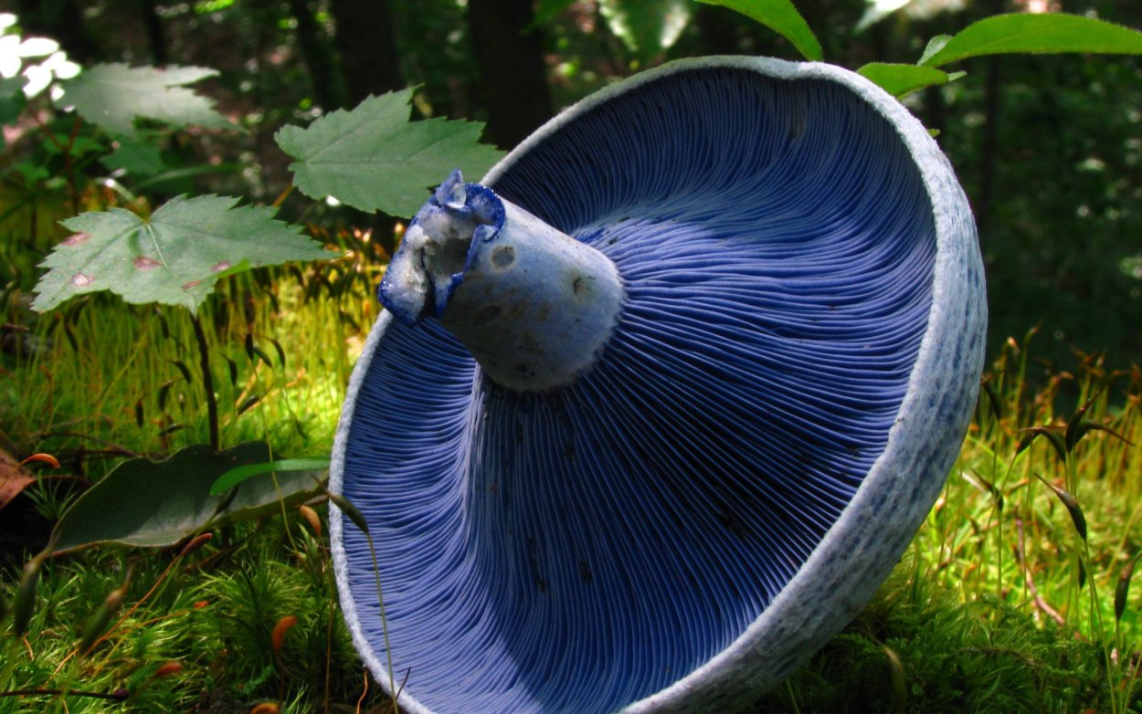 Гриб волнушка розовая