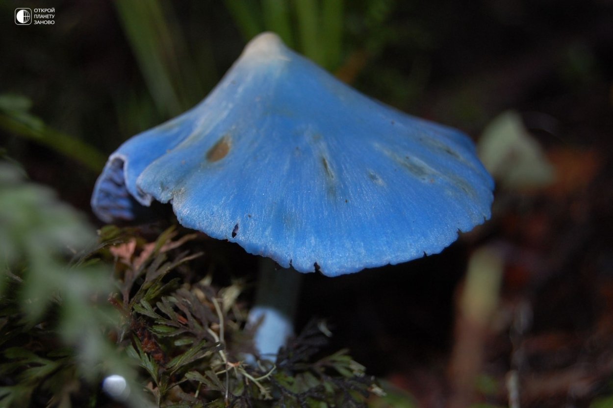 Мицена Mycena