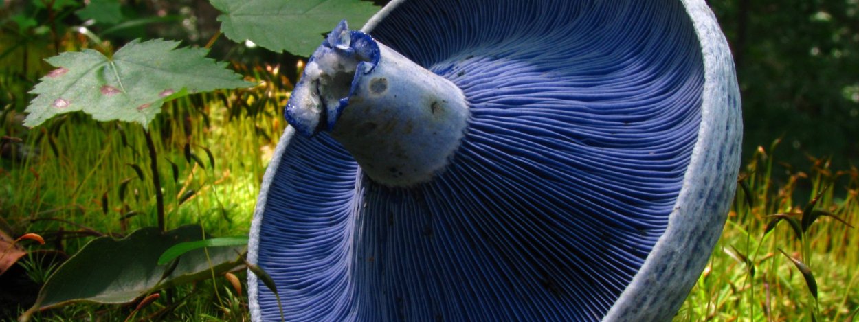 Млечник голубой гриб