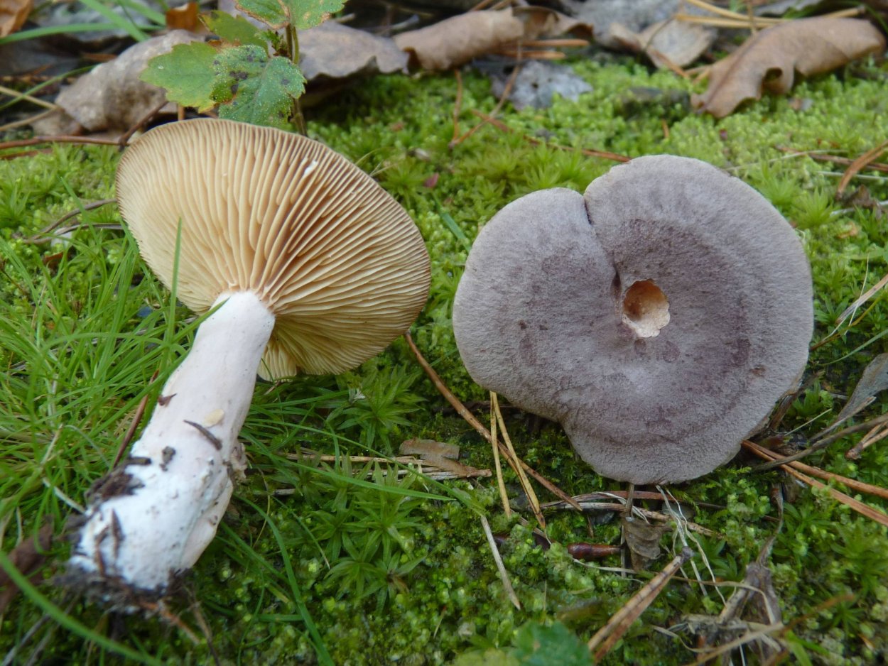 Млечник гигрофоровидный