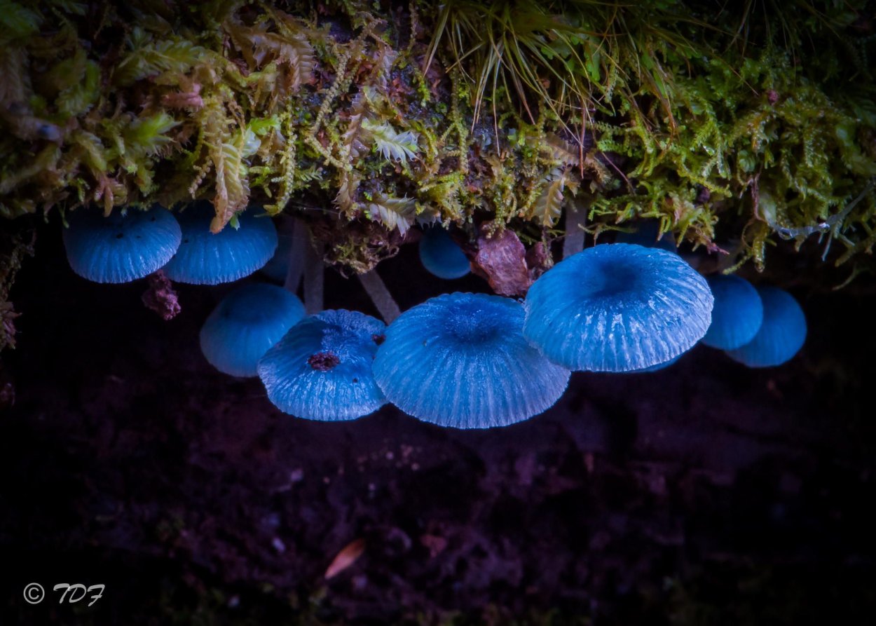 Мицена Mycena