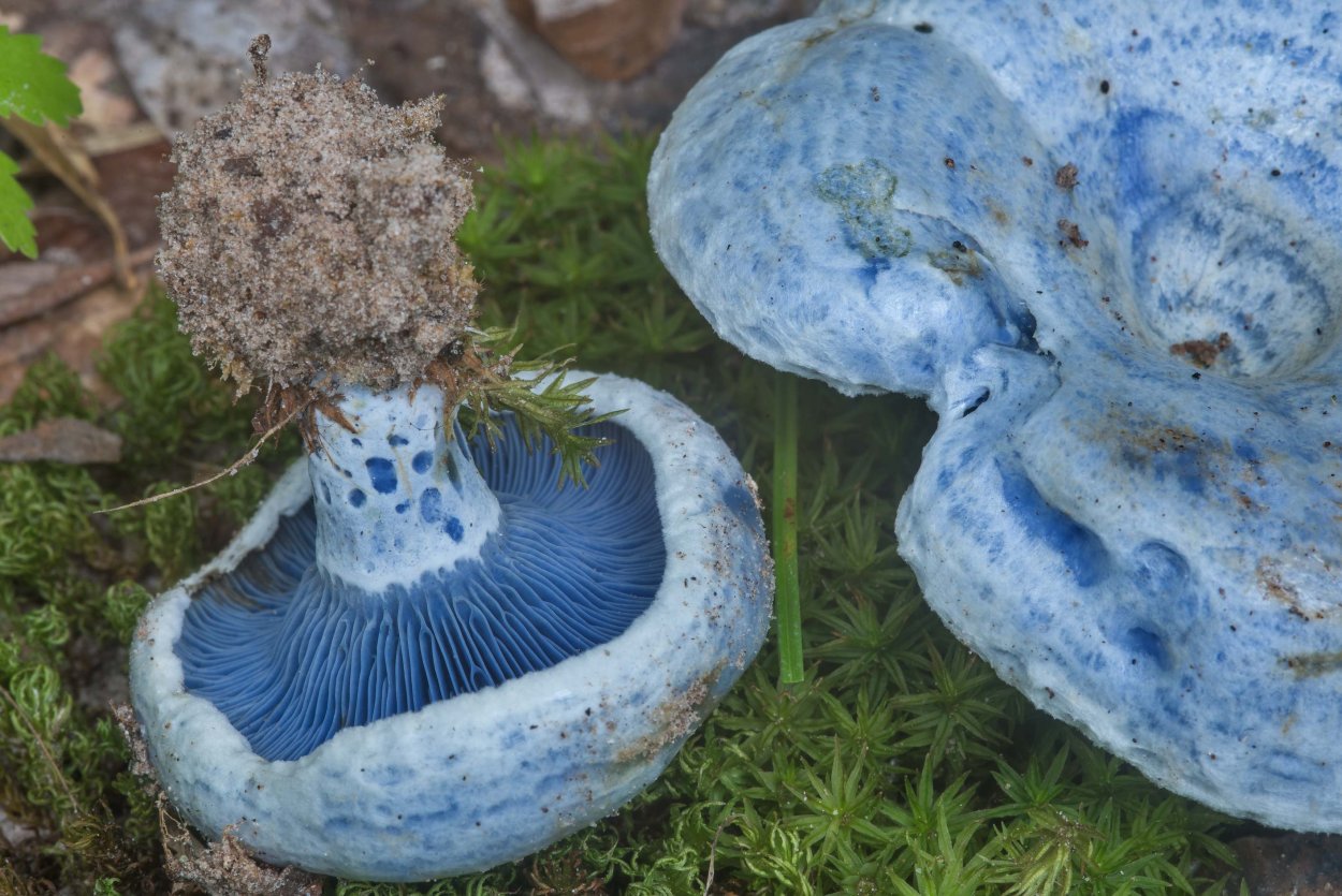 Млечник индиго