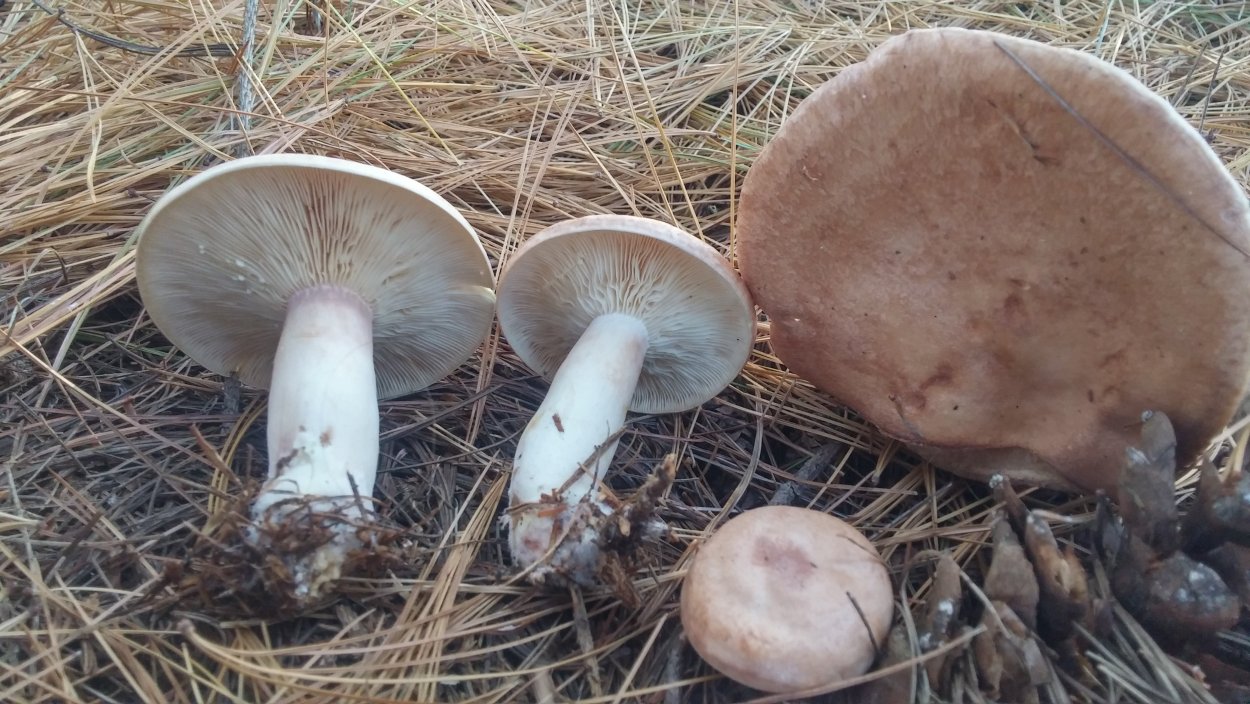 Млечник гигрофоровидный