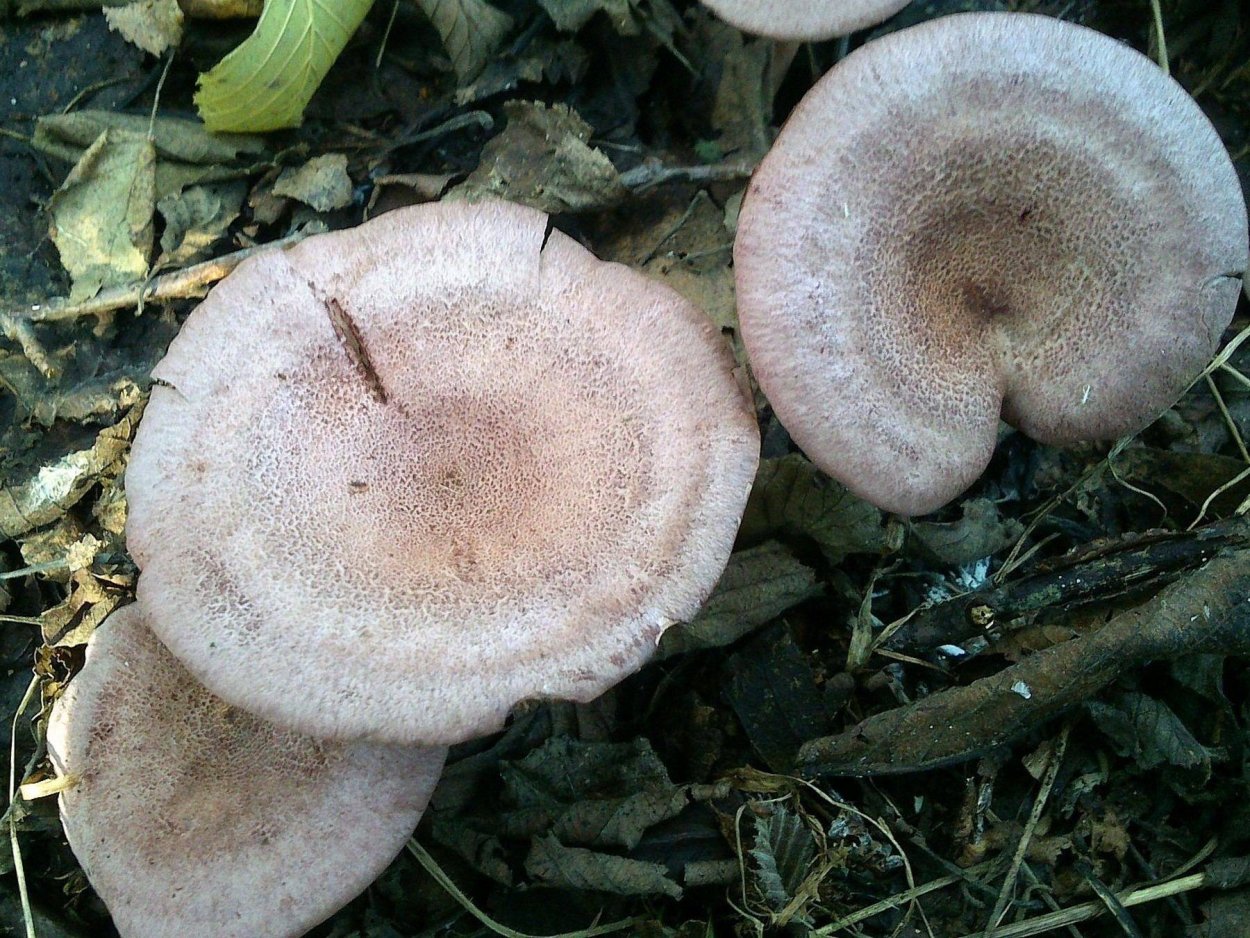 Млечник блёклый Lactarius vietus-