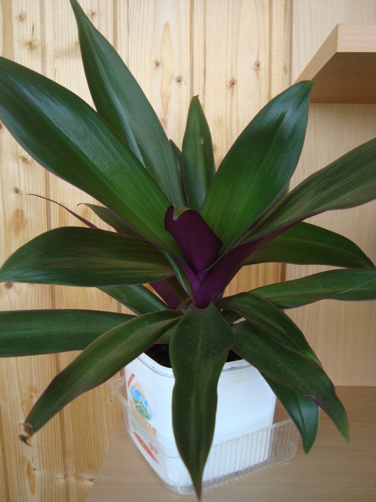 Традесканция покрывальчатая Рео