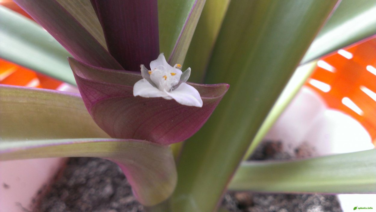 Традесканция Лоджеса