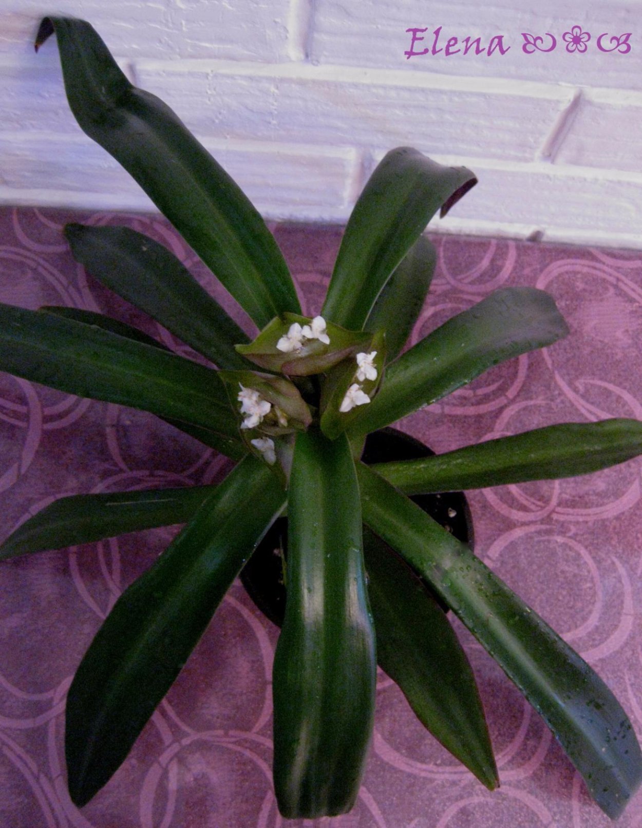 Рео Ладья Моисея цветок