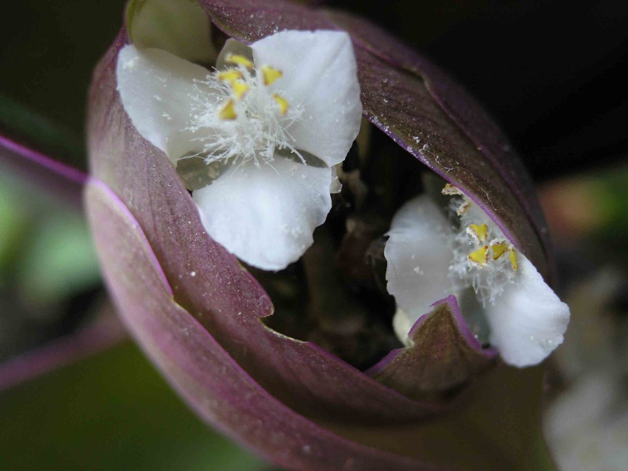 Традесканция разноцветная цветение