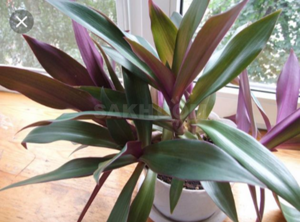 Традесканция spathacea