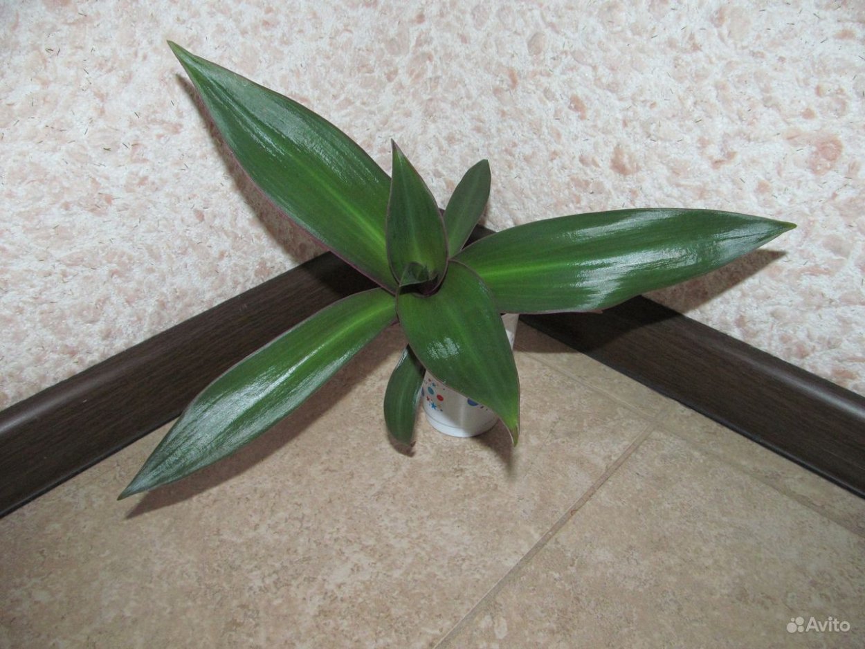 Цветок Ладья Моисея купить