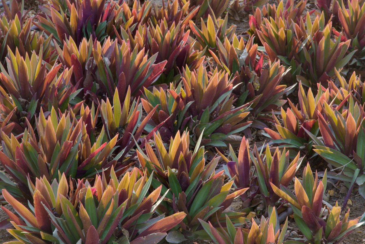 Традесканция spathacea