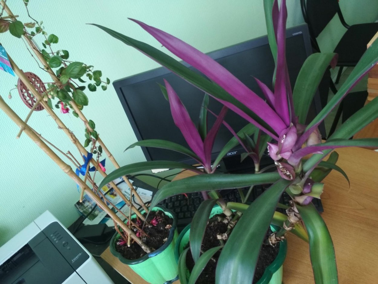 Традесканция Рео