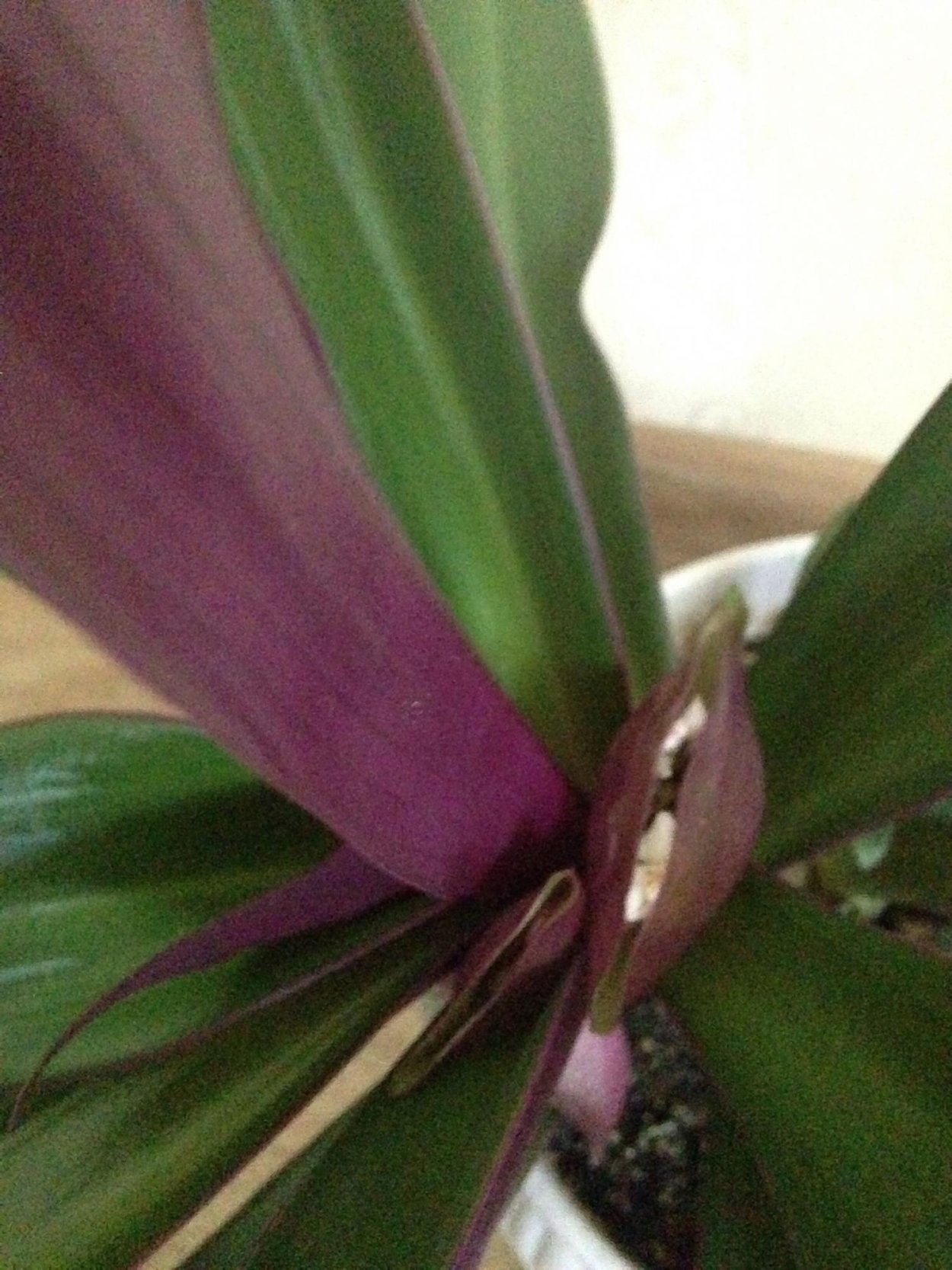 Традесканция покрывальчатая Рео